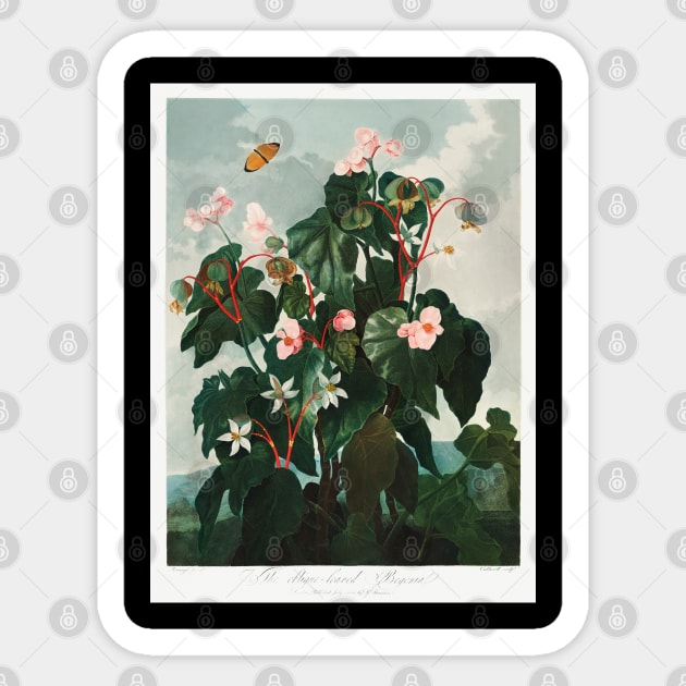 The Oblique-leaved Begonia Sticker by Cleopsys